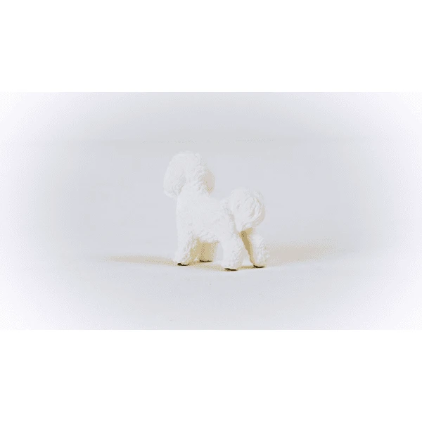 Schleich ® Bichon Frisé 13963 4 Schleich ® Bichon Frisé 13963 - Imagen 4